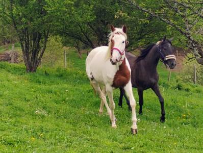 Jument paint horse 3 ans oc