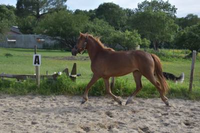 Poney