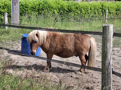 Pichou - Shetland 4 ans
