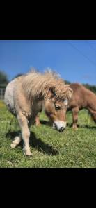 Poney shetland