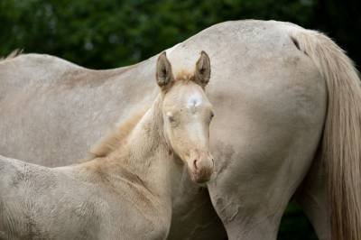Pouliche akhal teke plava izlayon