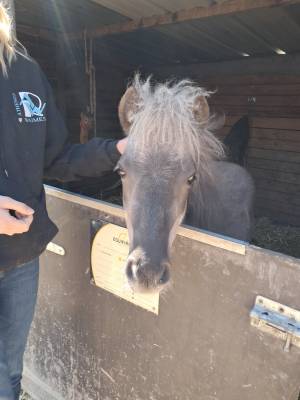 A VENDRE Black Diamond des Milles et une tâches 