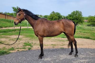 Caballo castrado Pura Sangre Inglés En venta 2021 Bayo