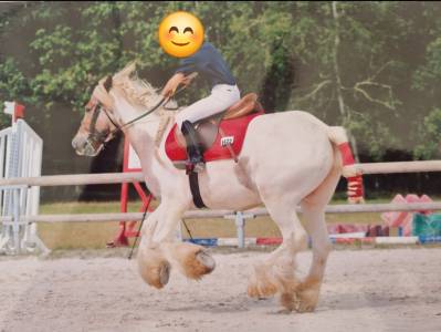 Irish cob 7 ans