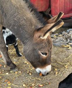 Ane hongre presque 2ans