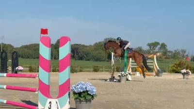 Cavallo 8 anni