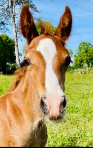 Pouliche welsh cob