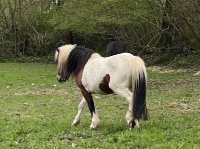 Poney entier