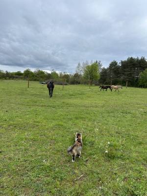 Pension chevaux 