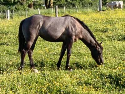 Tres jolie pouliche quarter horse grullo