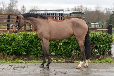 Crowny vh gebroekerhof