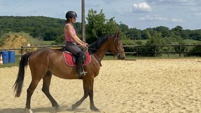 Hongre 4 ans extra facile et gentil 