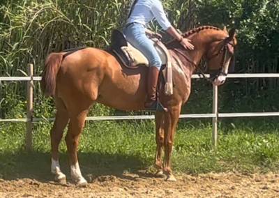 Cheval dressé 