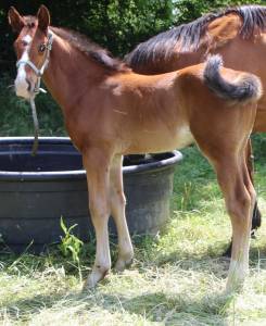 Poulain 2025 itoki de riverland x cor de hus