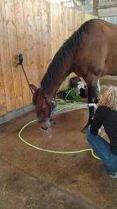 Cheval ps coup de coeur