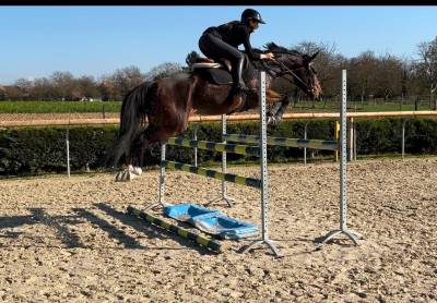Jument de 6 ans par cornet obolensky