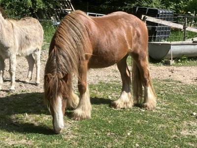 très joli hongre tinker 2 ans