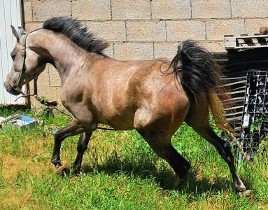 Caballo arabe (atioamana)