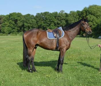 Ruin franse draver  te koop 2013 donker bruin / bai