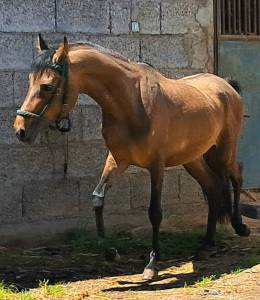 Caballo (benitomo)