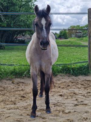 Poulain oc quarter horse de 2 ans castré