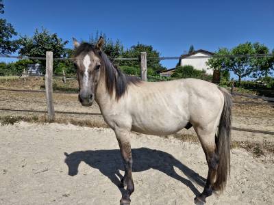 Poulain oc quarter horse de 2 ans castré