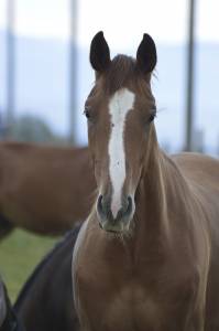 Dp jeune cheval de sport