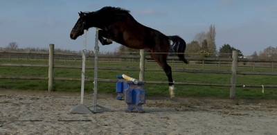 Merrie paard