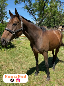 Jument pur-sang irlandais - 15 ans - 1,62m