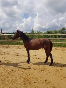 Poulain oc entier 2 ans