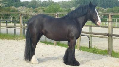 Jument type Irish Cob 17 ans