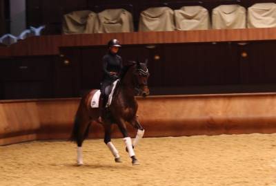 Very beautiful mare with very good locomotion