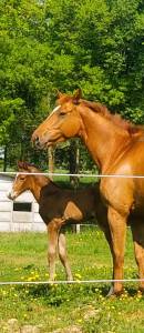 Superbe foal sf, tbo cso