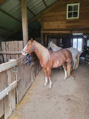 Magnifique hongre paint horse