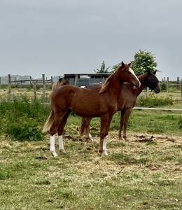 Poulain sf