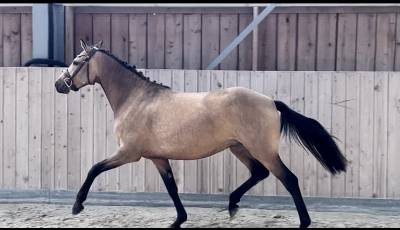 Top ponette 