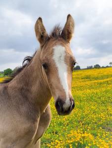 Magnifique poulain isabelle 