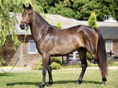 A vendre ponette de 4 ans pour asp1 minimum 