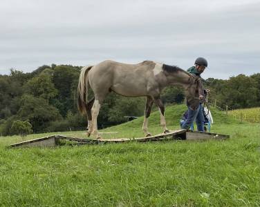 Jeune étalon paint horse
