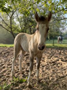 Pouliche paint horse