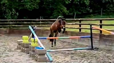 Poney d 3 ans gros potentiel