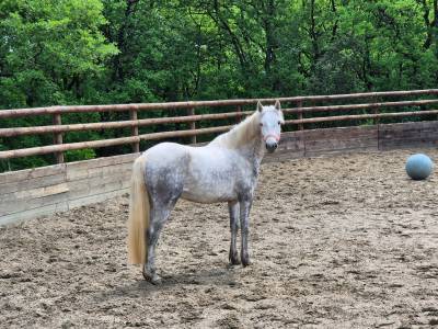 Ponette connemara 3 ans gros potentiel