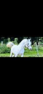 Pur sang arabe 5 ans toise 152cm entier 