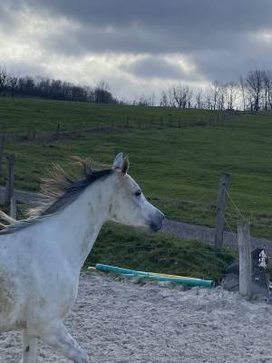 Jument pur sang arabe 9 ans 151cm