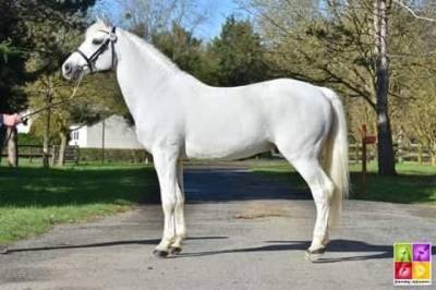 Étalon poney/cheval 