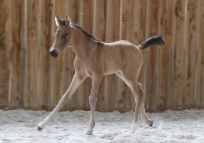 Hongre wpb isabelle de 2025