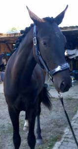 Cheval hanovrien