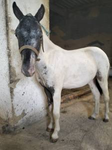 Poni welsh Appaloosa potro 18 meses 95cm 
