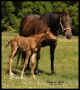 Poulinière quarter horse 
