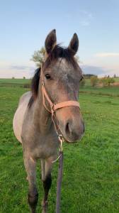 Vends poulain de 1 an